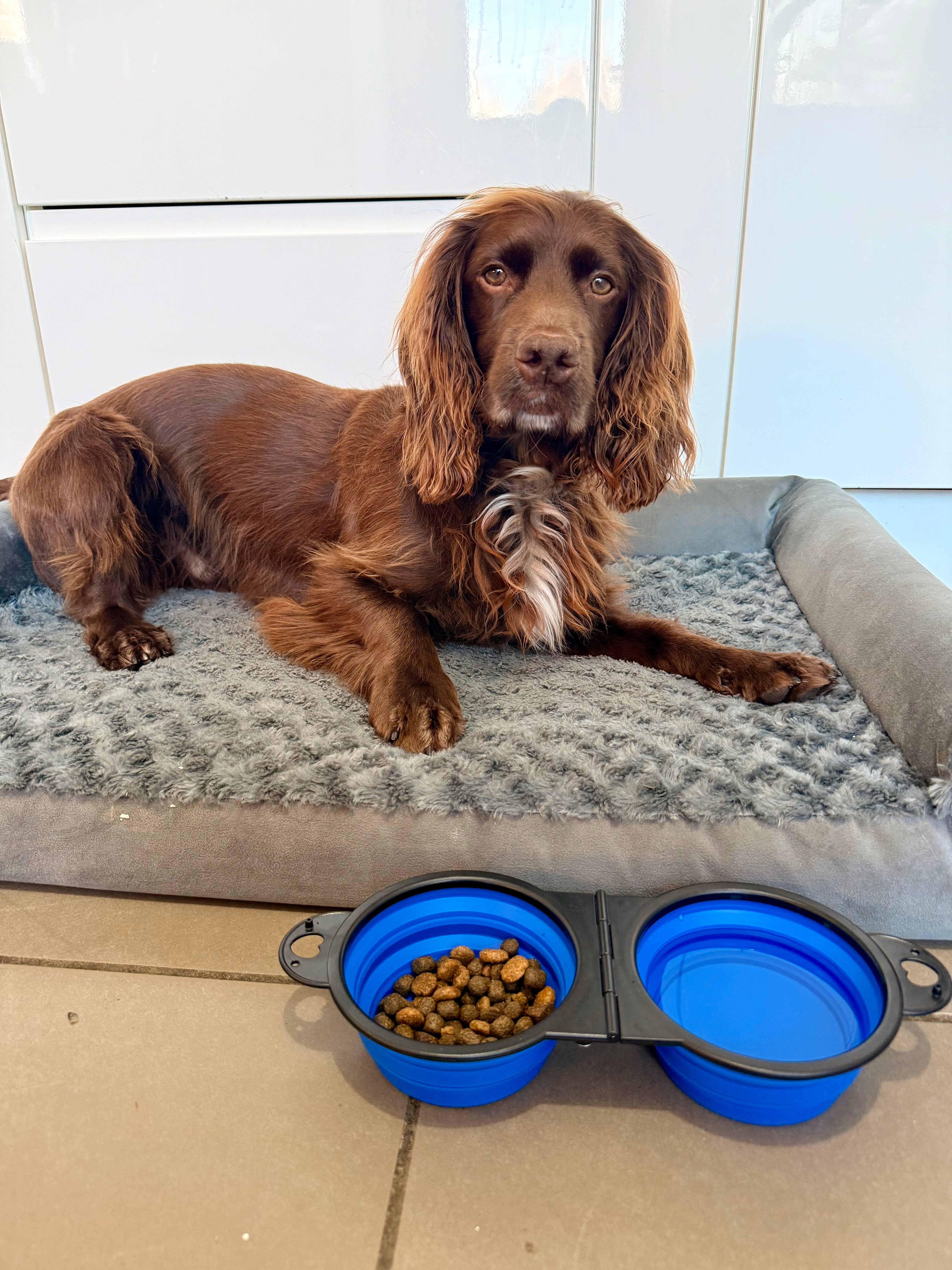 2 in 1 Collapsible Travel Bowls